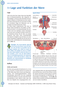 7.1 Lage und Funktion der Niere - Zeitschriften