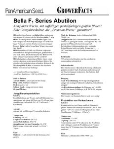 Abutilon Bella F1 Series - Deutsch
