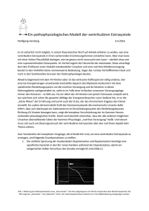 Ein pathophysiologisches Modell der ventrikulären Extrasystole