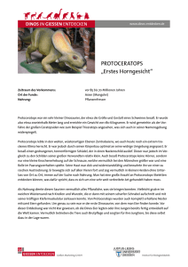ProtoceratoPs „erstes Horngesicht“