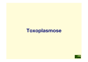 65_Toxoplasmose