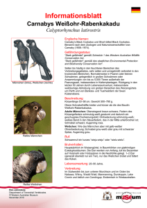 Information Sheet - Carnaby`s Cockatoo