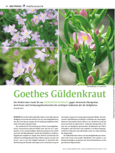 Goethes Güldenkraut - Freiburger Heilpflanzenschule