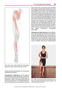 dreidimensionale Muskelzügel die Bewegungs