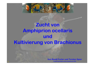 Amphiprion ocellaris 2005 SIFI [Schreibgeschützt]