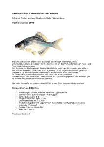 Fischerei-Verein >>WIMPINA<< Bad Wimpfen Infos zur Fischart und