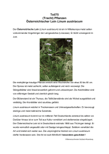 Teil75 (Tracht) Pflanzen Österreichischer Lein Linum austriacum