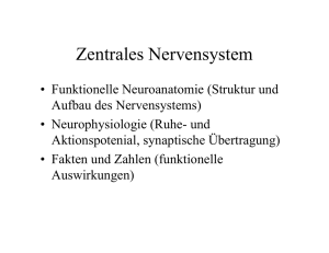 Zentrales Nervensystem