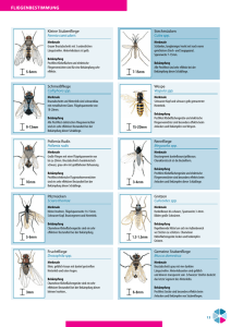 fliegenbestimmung