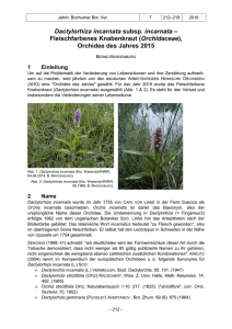 Dactylorhiza incarnata - Bochumer Botanischer Verein e. V.