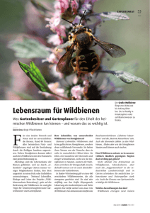 Lebensraum für Wildbienen - Projekt Wildbienenschutz