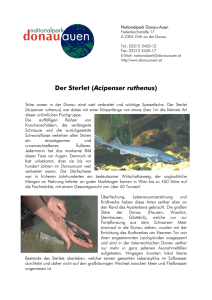Der Sterlet. Kurzinformation. - Nationalpark Donau-Auen