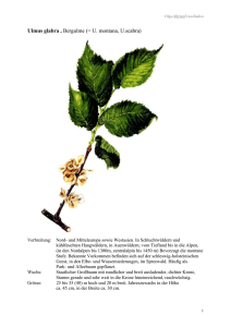 Ulmus glabra , Bergulme (= U. montana, U.scabra)