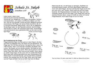 Schulblatt 2/07 - Schule St. Jakob, Mämetschwil