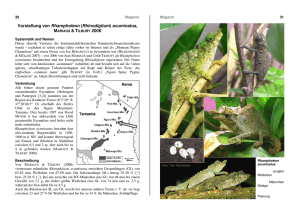 Artikel über Rhampholeon acuminatus aus CHAMAELEO 37-2008
