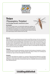 Thripse (Thysanoptera, Thripidae)