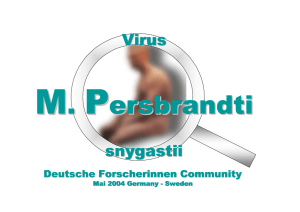 Virus M. Persbrandti snygastii
