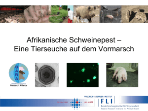 Internationale Tierseuchensituation beim Schwein