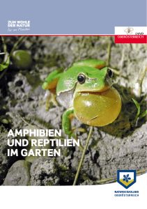 Amphibien und Reptilien im GARten