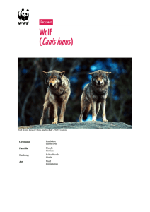 Canis lupus - WWF Schweiz