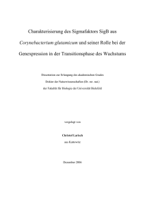 Charakterisierung des Sigmafaktors SigB aus Corynebacterium