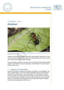 Ameisen - Bayerisches Landesamt für Umwelt