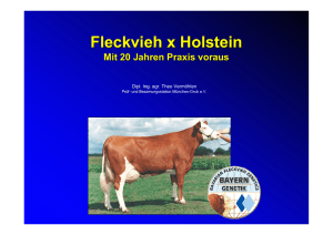 Fleckvieh x Holstein