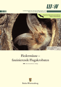 Fledermäuse – faszinierende Flugakrobaten