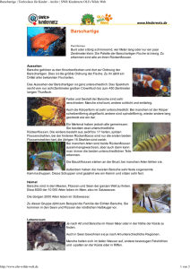 Barschartige PDF OLIs Tierlexikon