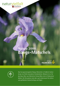 Bangs-Matschels