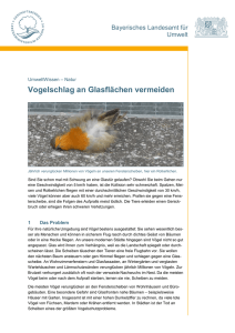 Vogelschlag an Glasflächen vermeiden