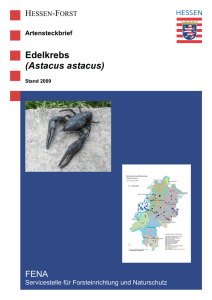Artensteckbrief Edelkrebs (Astacus astacus) - Hessen