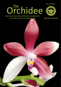 Phalaenopsis bellina (Rchb. f.) - Deutsche Orchideen
