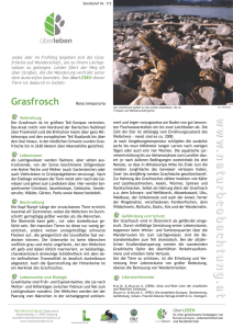 Steckbrief Grasfrosch