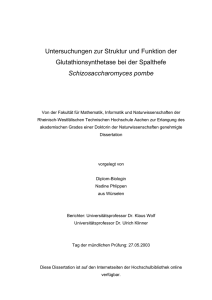 Untersuchungen zur Struktur und Funktion der Glutathionsynthetase