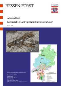 Artensteckbrief Steinkrebs Austropotamobius - Hessen