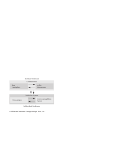 Gro&szlig;hirnrinde Kortikale Strukturen e limbisches System Subkortikale