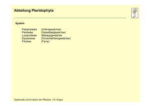 Abteilung Pteridophyta Klasse Psilophytatae