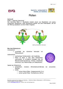 Pollen - Entstehung und Verarbeitung 139 KB