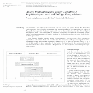 Aktive Immunisierung gegen Hepatitis A &mdash; Impfstrategien