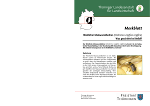 Westlicher Maiswurzelbohrer - Thüringer Landesanstalt für