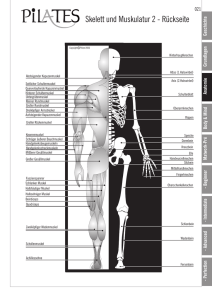Pilates Kompendium Skelett - Muskulatur 2.cdr - Fitness