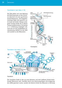 Transkription (vgl. Aufg. 2, 10) Die DNA öffnet sich nach Bindung der