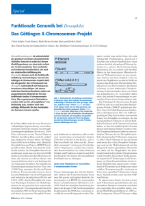 Funktionale Genomik bei Drosophila: Das Göttingen X