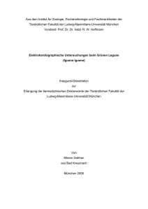 Elektrokardiographische Untersuchungen beim Grünen Leguan