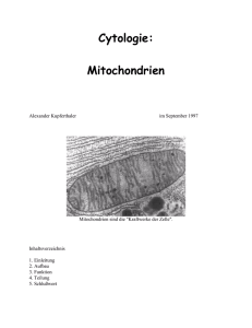 Cytologie: Mitochondrien