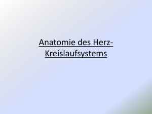 Anatomie - H. Schlenke