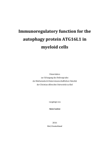 Immunoregulatory function for the autophagy protein
