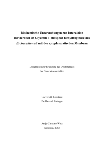 Biochemische Untersuchungen zur Interaktion der aeroben sn