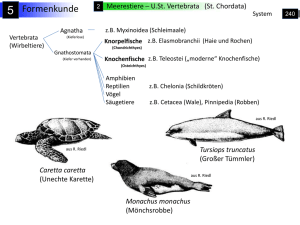 Formenkunde